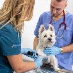 Parassiti negli animali domestici: prevenzione delle malattie trasmissibili