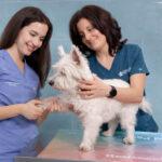 Miti da sfatare sui vaccini veterinari