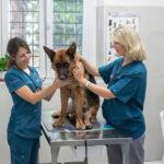 Check-up veterinario: perché la diagnostica preventiva salva vite