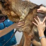 Parassiti negli animali domestici: quali malattie trasmettono e come prevenirle
